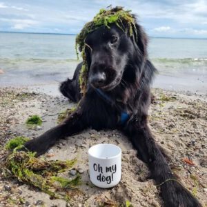 Hund liegt am Strand mit Seegras auf dem Kopf vor einem weissen Becher mit der Aufschrift Oh my dog!